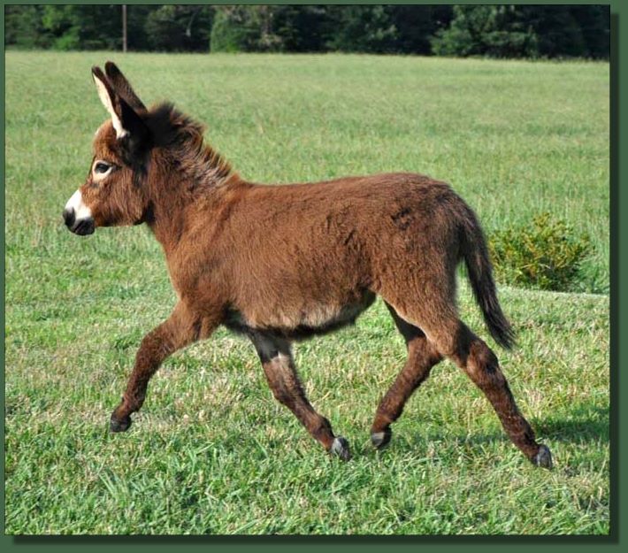 Cedar Creek Champagne Lady