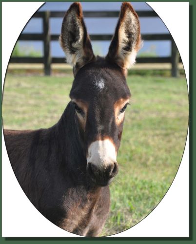 Click photo of miniature donkey for sale to enlarge image