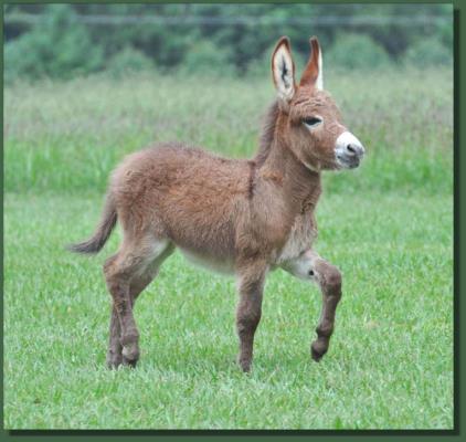 Cedar Creek Gypsy Rose, red miniature donkey jenent for sale