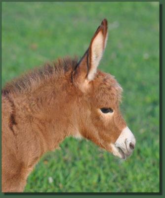 Cedar Creek Gypsy Rose, red miniature donkey jenent for sale