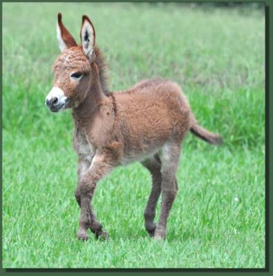 Cedar Creek Gypsy Rose, red miniature donkey jenent for sale