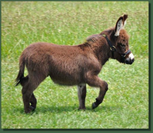 Cedar Creek Mini Cooper