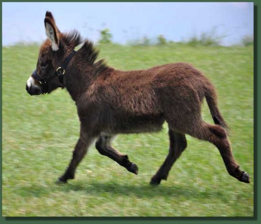 Cedar Creek Mini Cooper