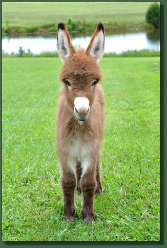 Cedar Creek Ravishing Ruby