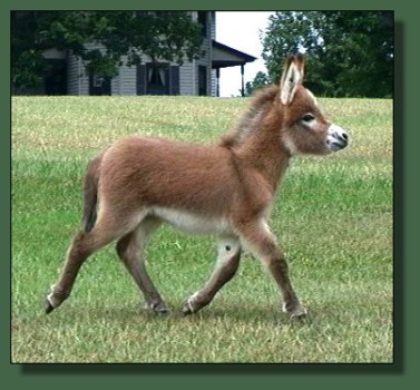 Cedar Creek Scarlet Starlet