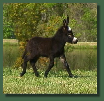 Glory's 2008 Jack Foal
