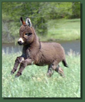 Cedar Creek Annything Goes