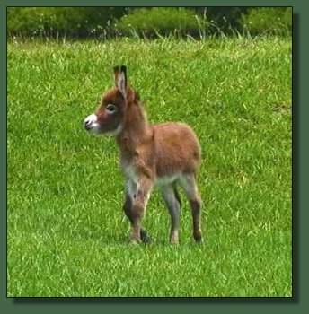 Cedar Creek Farm Lady in Red