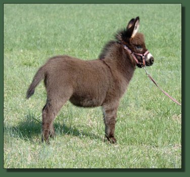 Click photo to enlarge image