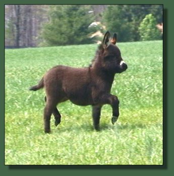 Click photo to enlarge image