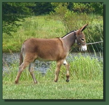 Cedar Creek Ruby Valentino