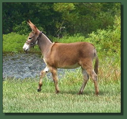 Cedar Creek Ruby Valentino