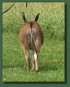 Cedar Creek Ruby Valentino