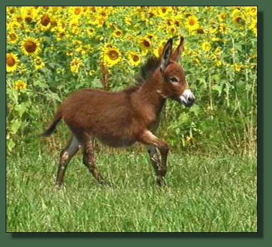 Cedar Creek Farm Rodeo Red