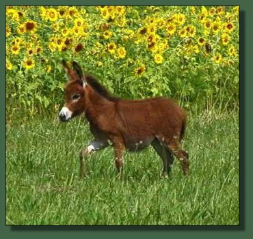 Cedar Creek Farm Rodeo Red