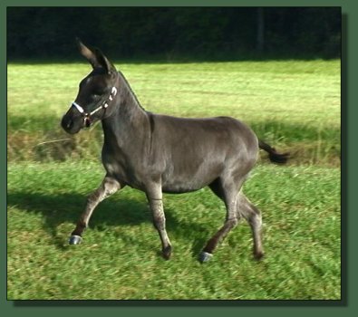 Cedar Creek Farm's Shadow Dancer