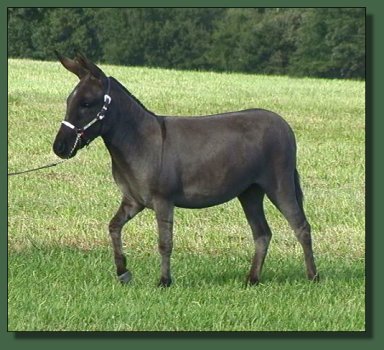 Cedar Creek Farm's Shadow Dancer