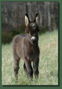 Cedar Creek Farm's Shamrock
