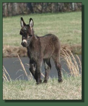 Cedar Creek Farm's Shamrock
